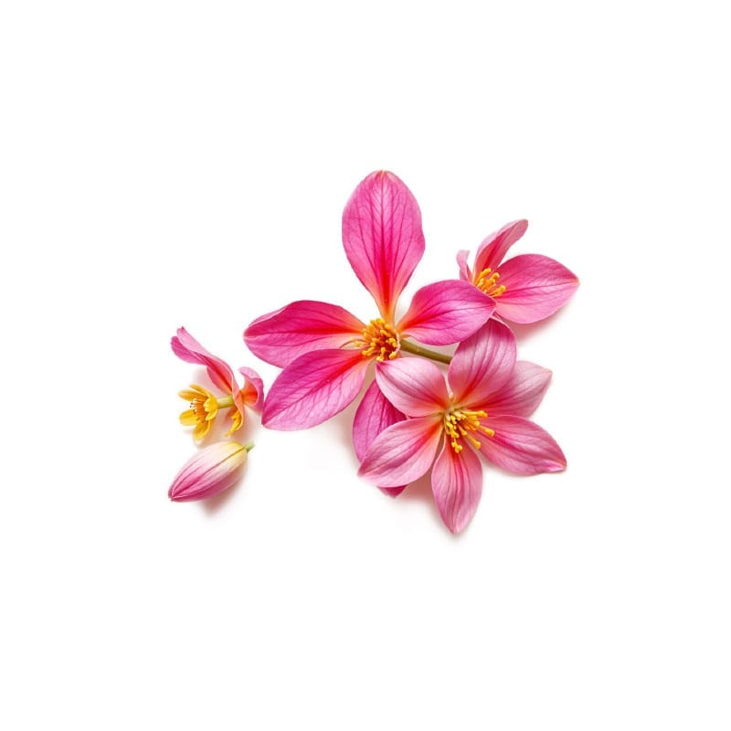 Oriental-ilmin-parfums